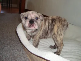 New Puppy