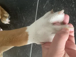 Red Paws