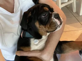 Puppy behavior