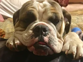 Where's the BACON?!?