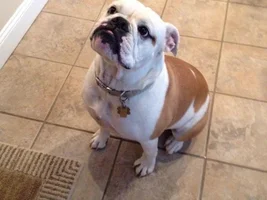 ~TACO~ Victorian Bulldog Available for Adoption in Belmar, NJ.