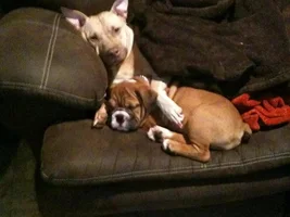 Florida Sheriff Killing Pit Bulls In Defiance Of State Law