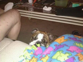 February 2011 ~ English Bulldog Photo of the Month Contest ~ Enter Here