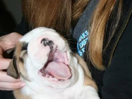 English Bulldog News Photo of the Month Contest ~ May 2011 ~ ENTER HERE!