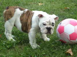 2nd Annual Adopted Bulldog Photo Contest