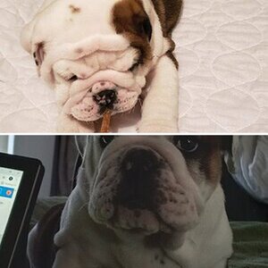 Lola
