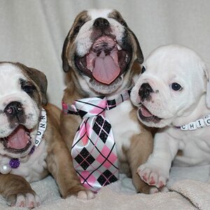 My Bulldogs