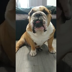 English Bulldog Does Not Like To Be Filmed #shorts