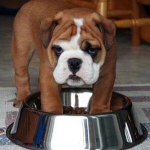 bulldog puppy in dog food.jpg