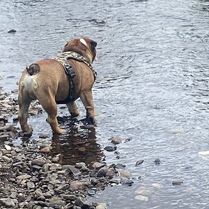 Loki enjoying the water