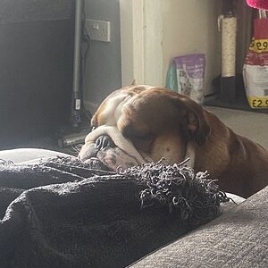 Sleepy loki