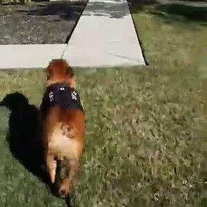 received_513616082960567.mp4