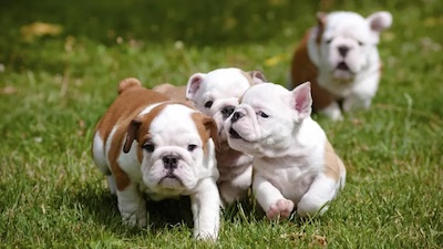 English Bulldog Puppies