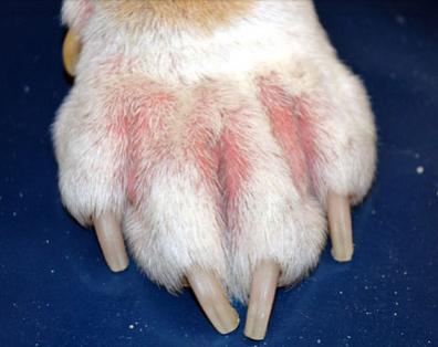 2012-08-12-060816-skin-problems-in-dogs-s2-dogs-paw-with-allergy.jpeg