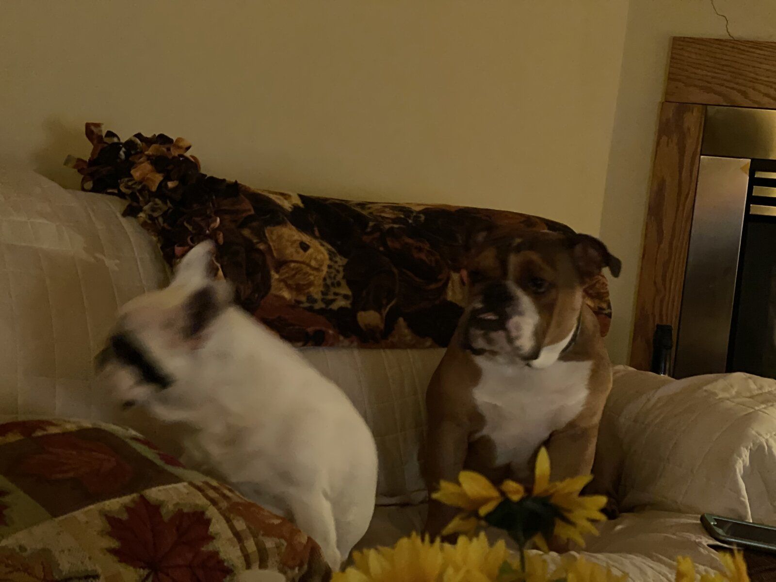 51DF920B-247A-4722-AD19-D16230235D9D.jpeg