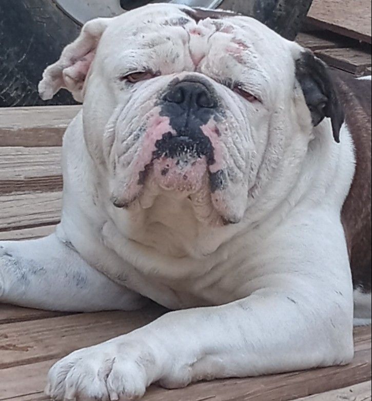 "Bruno"