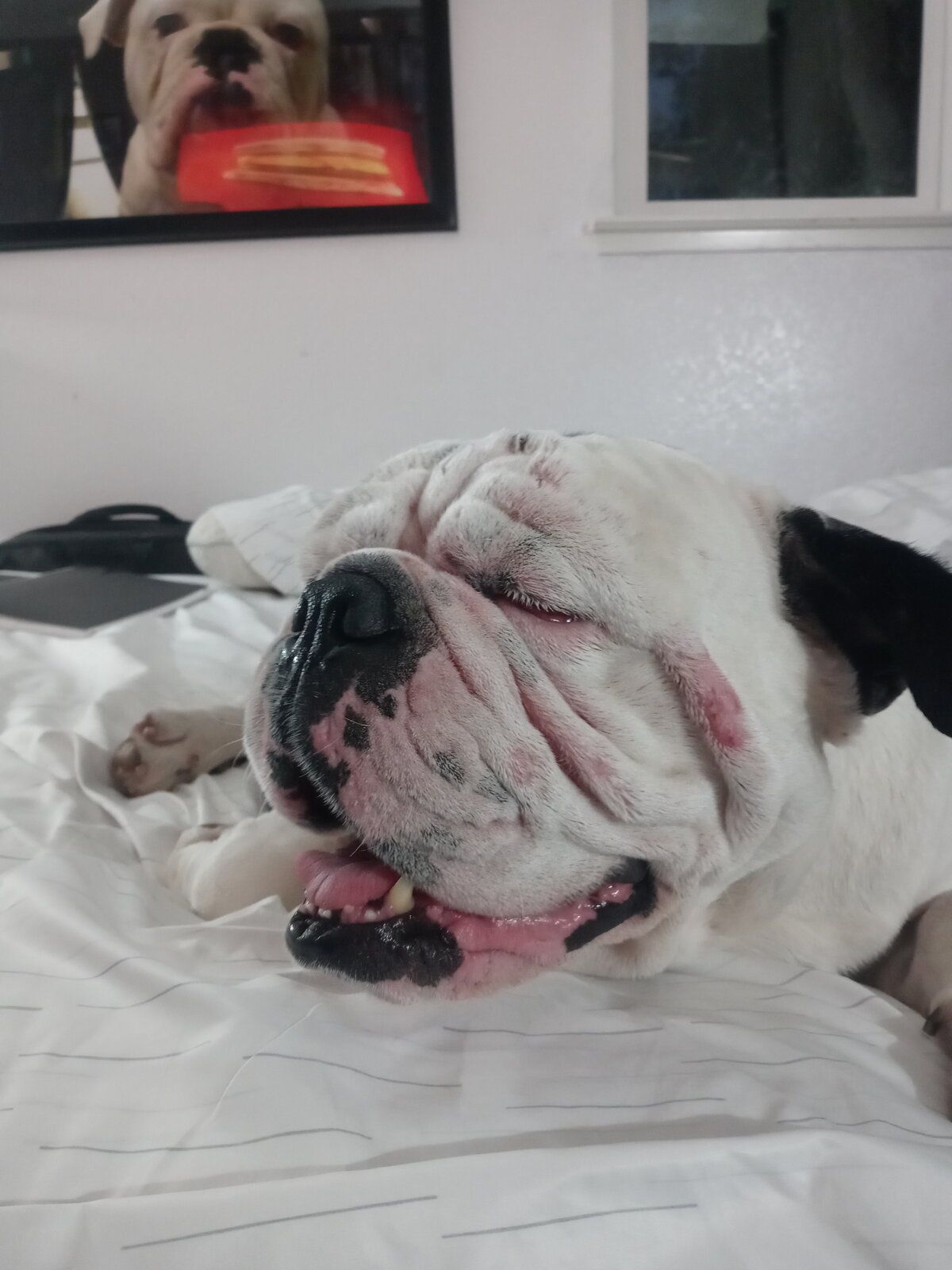 "Bruno"