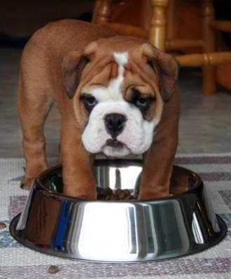 bulldog puppy in dog food.jpg