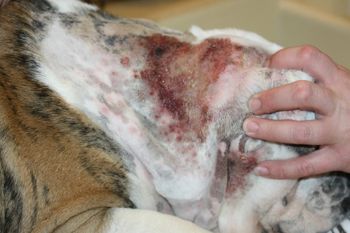hot spot2.jpeg English Bulldog Forum