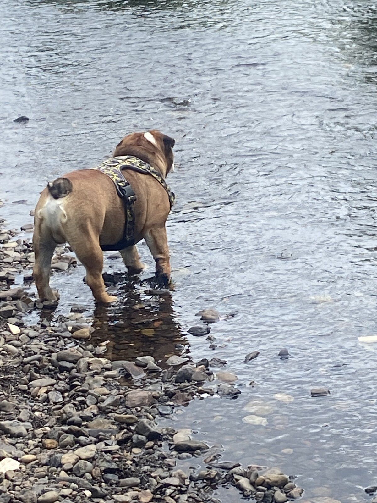 Loki enjoying the water