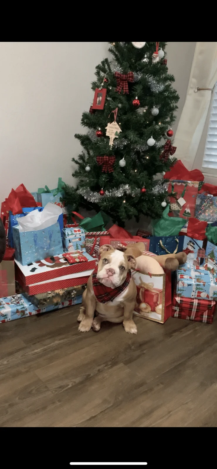 Merry Christmas!🐶🐾