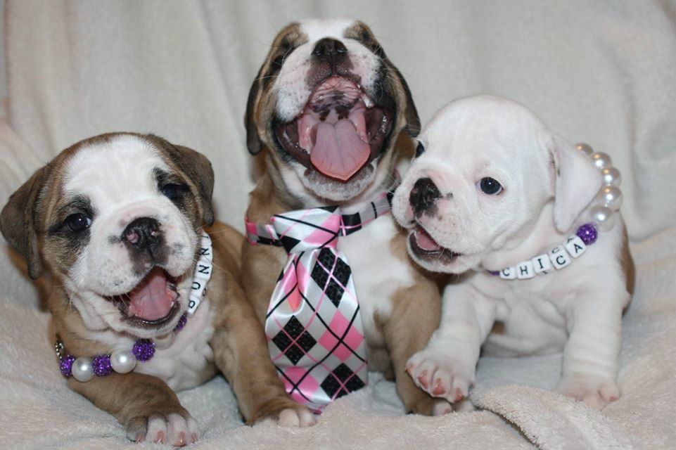 Party Pups