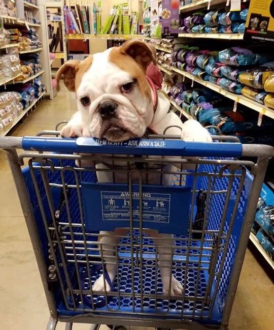 Winnie shopping