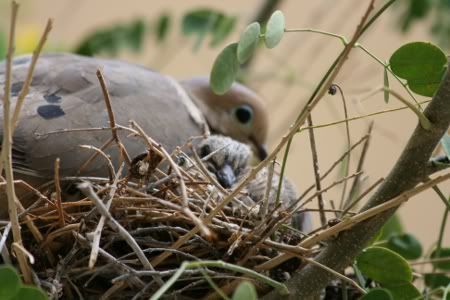 babydove.jpg