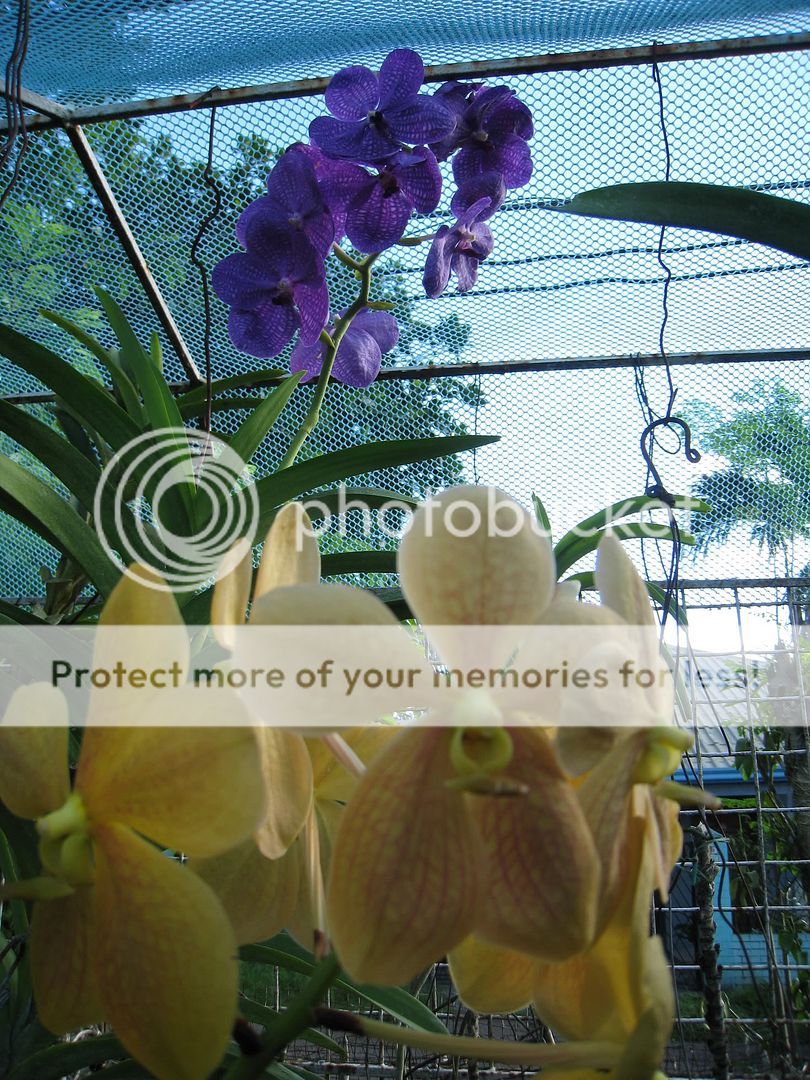 ORCHIDS10.jpg