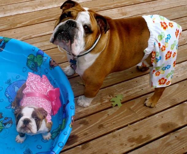 english-bulldog-dogs.jpg