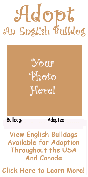 English-Bulldog-Adoption.png