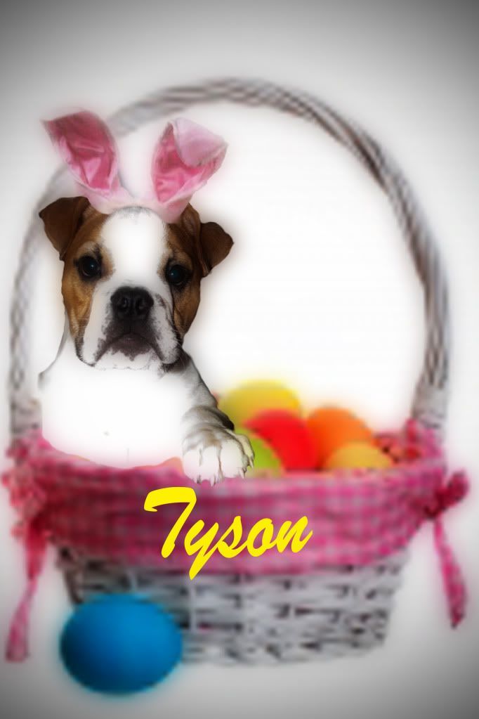 tyson1.jpg