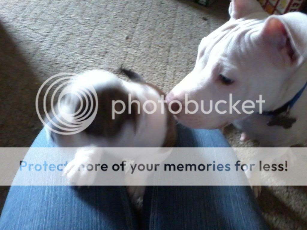 IMG_20130112_135220_zpsd01b0b98.jpg