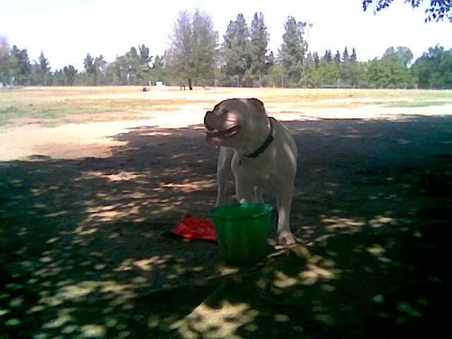 DogPark3.jpg