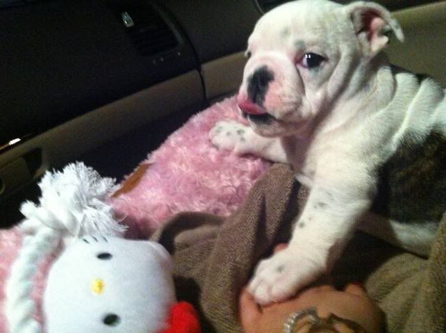 pup.jpg