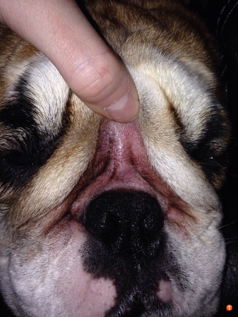 how do you treat bulldog folds