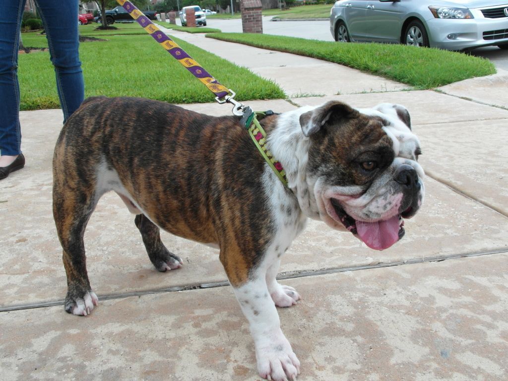 SAM_0454.jpg