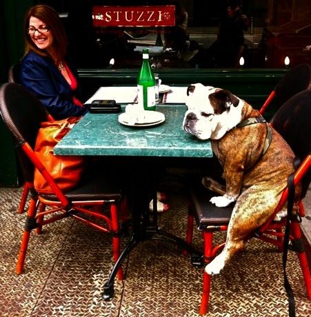 english-bulldog-dinner.jpg