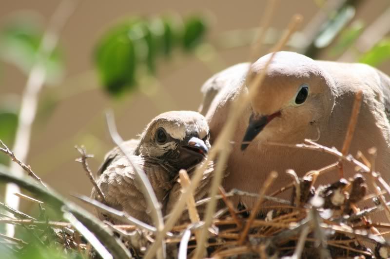 babydove2.jpg