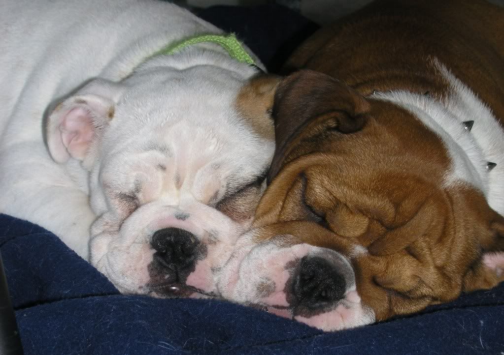 SnugglingPuppies005.jpg