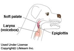 ce_soft_palate_b.jpg