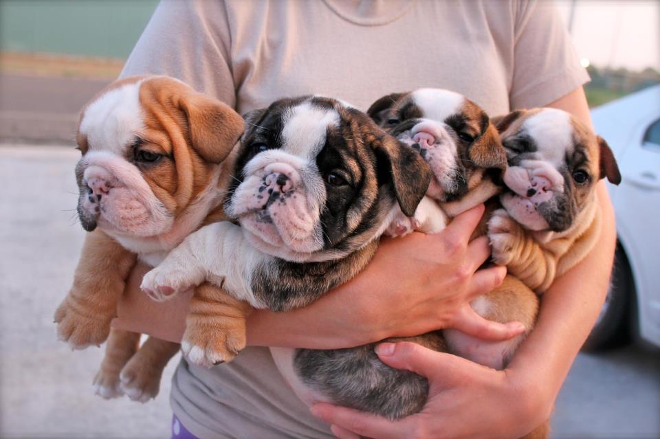 english-bulldog-puppies.jpg