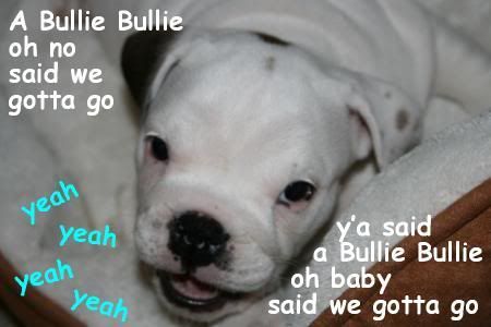 bulliebullie.jpg