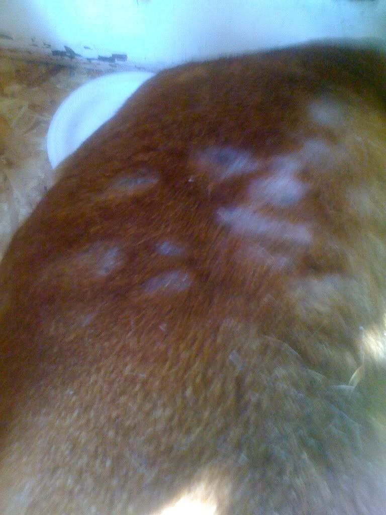 tysonhair2.jpg