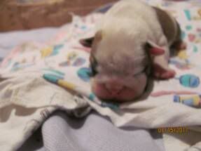 Thepuppy2.jpg