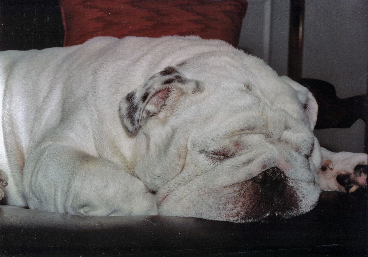 Bully butts always make me smile :)  English bulldog funny, Bulldog funny,  English bulldog