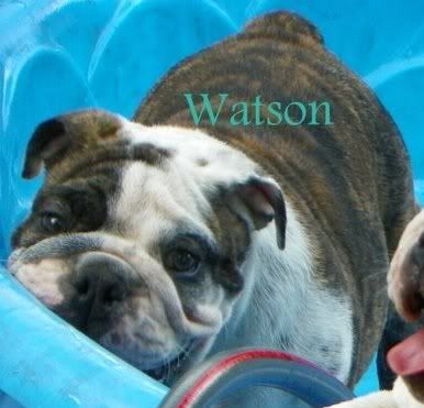 watson.jpg