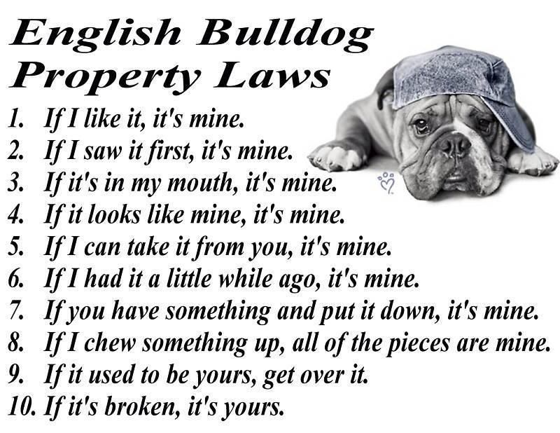 Bulldogrules_zpsb5e7be1d.jpg