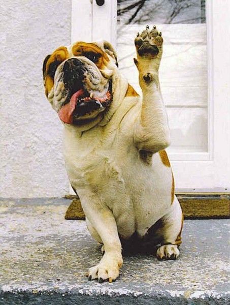 english-bulldog-hello.jpg