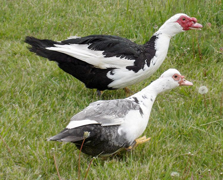 Muscovy-Ducks3068a.jpg